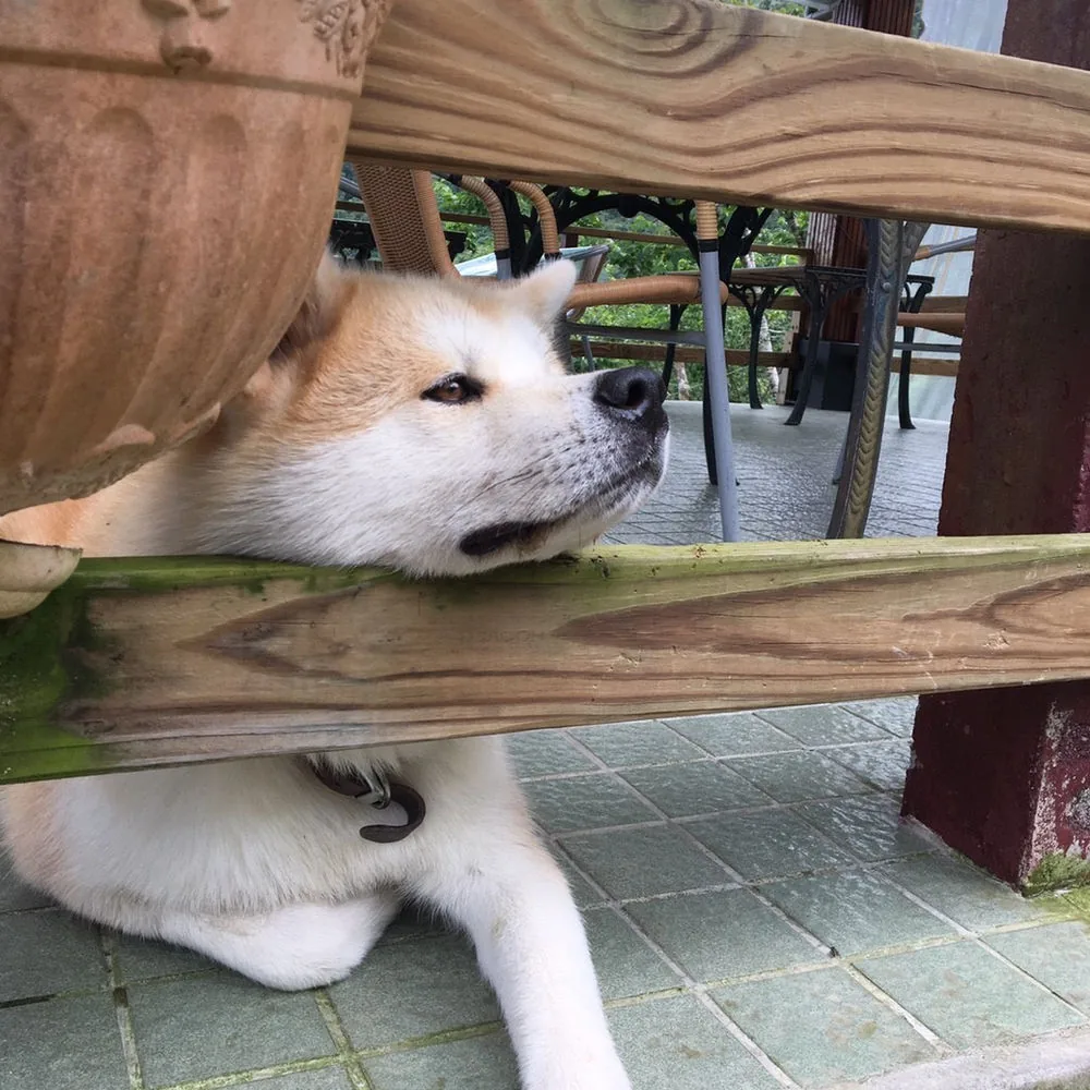 木椅旁探頭的狗狗