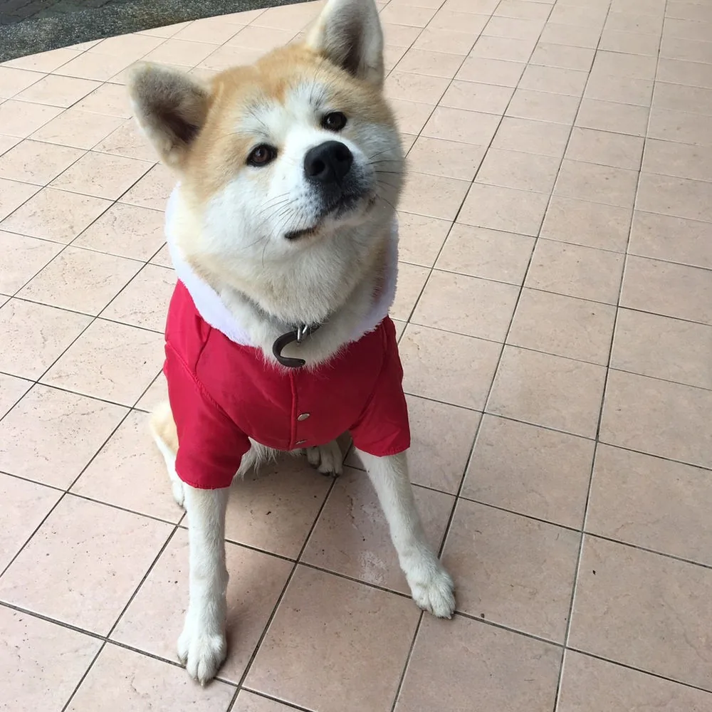 穿著紅色衣服的狗狗夥伴